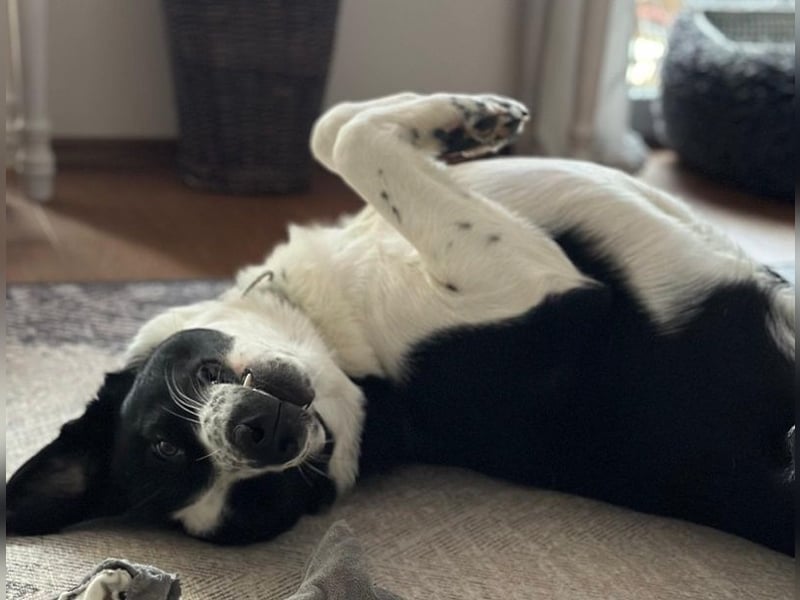 Cooper, geb. ca. 06/2023, lebt im Tierheim Ulm, VERMITTLUNSHILFE
