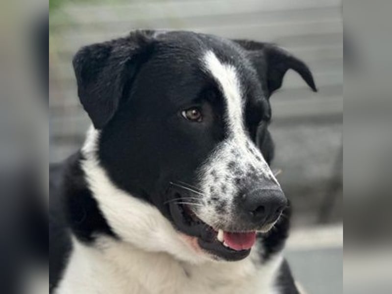Cooper, geb. ca. 06/2023, lebt im Tierheim Ulm, VERMITTLUNSHILFE