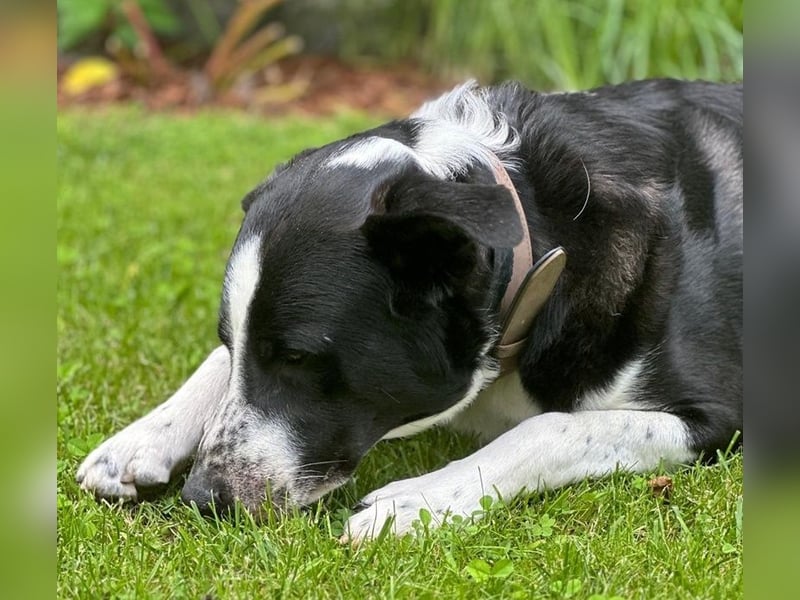 Cooper, geb. ca. 06/2023, lebt im Tierheim Ulm, VERMITTLUNSHILFE