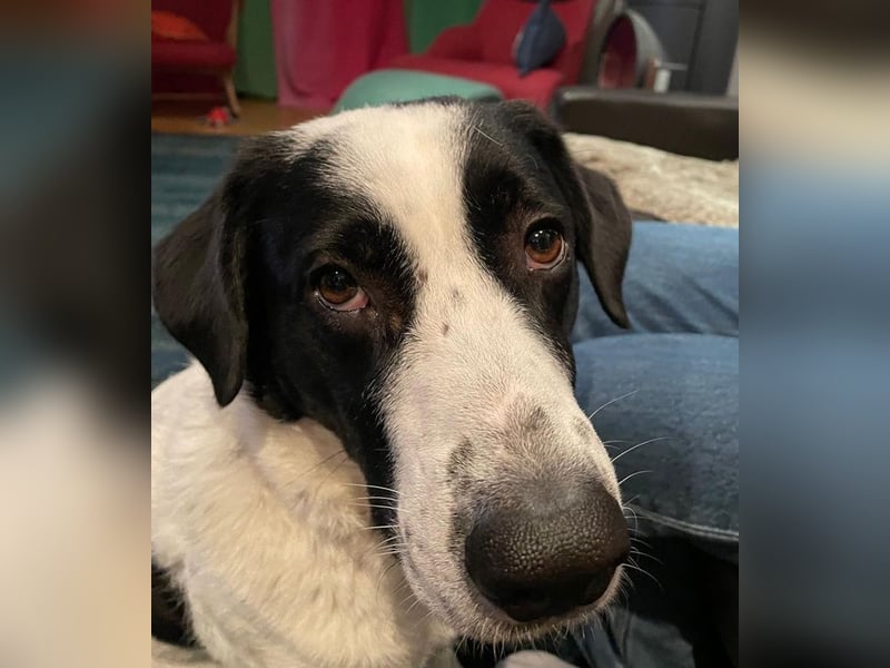 Speckbert, geb. ca. 02/2021, lebt bei einer Familie in 58636 Iserlohn Vermittlungshilfe