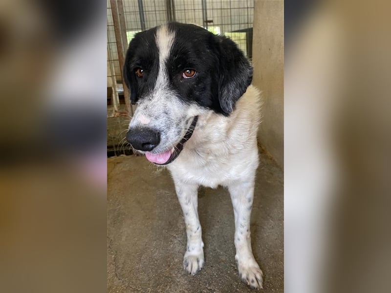 Valentino, geb. ca. 05/2021, lebt in GRIECHENLAND, im städt. Tierheim Serres