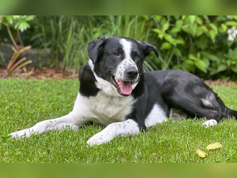 Cooper, geb. ca. 06/2023, lebt im Tierheim Ulm, VERMITTLUNSHILFE