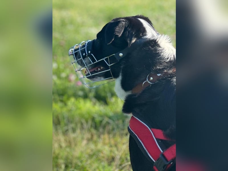 Cooper, geb. ca. 06/2023, lebt im Tierheim Ulm, VERMITTLUNSHILFE