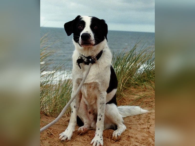 Speckbert, geb. ca. 02/2021, lebt bei einer Familie in 58636 Iserlohn Vermittlungshilfe