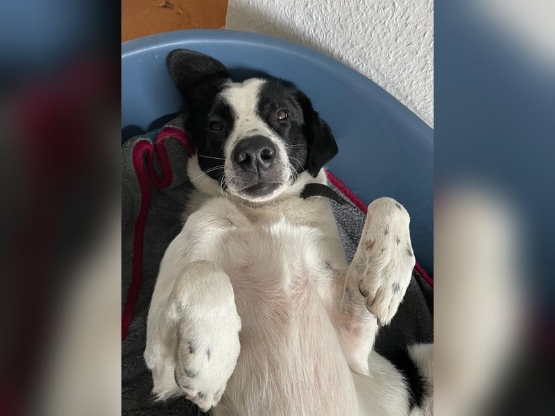 Speckbert, geb. ca. 02/2021, lebt bei einer Familie in 58636 Iserlohn Vermittlungshilfe
