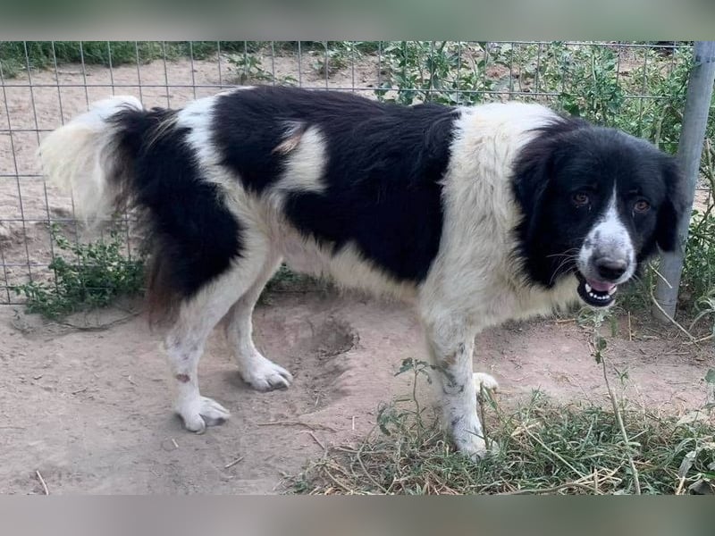 Charlie, geb. ca. 02/2018, lebt in GRIECHENLAND, im städt. Tierheim Serres