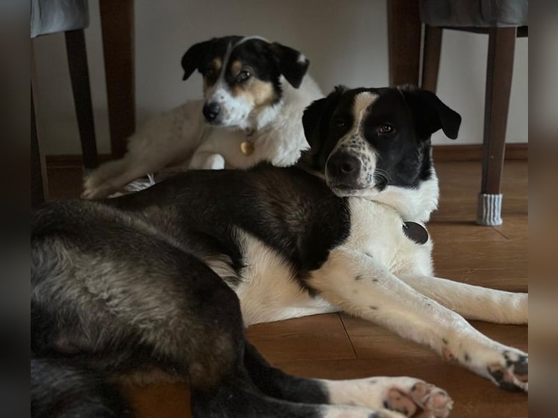 Cooper, geb. ca. 06/2023, lebt im Tierheim Ulm, VERMITTLUNSHILFE