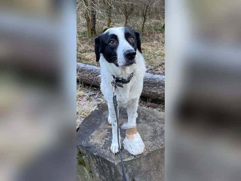 Speckbert, geb. ca. 02/2021, lebt bei einer Familie in 58636 Iserlohn Vermittlungshilfe