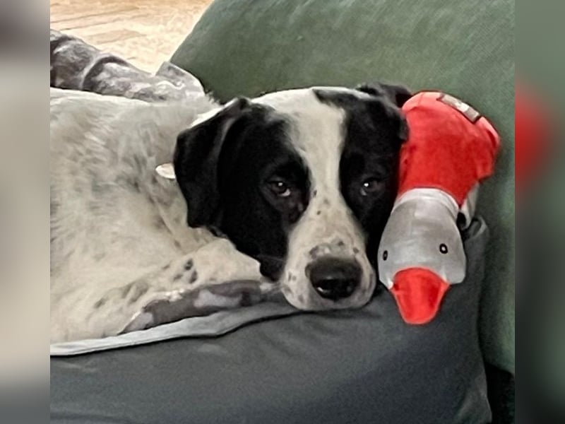 Speckbert, geb. ca. 02/2021, lebt bei einer Familie in 58636 Iserlohn Vermittlungshilfe