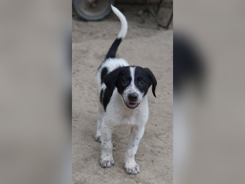 Daryl, geb. ca. 05/2024, lebt in GRIECHENLAND, auf einer privaten Pflegestelle