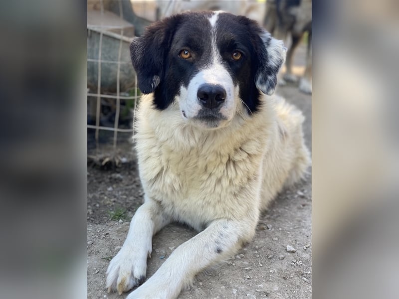 Harbin, geb. ca. 05/2022, lebt in GRIECHENLAND, im städt. Tierheim Serres