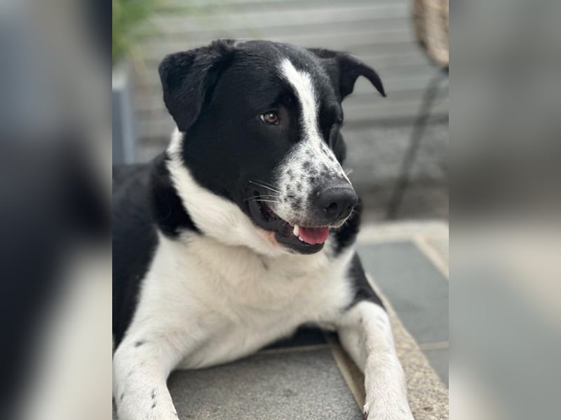 Cooper, geb. ca. 06/2023, lebt im Tierheim Ulm, VERMITTLUNSHILFE