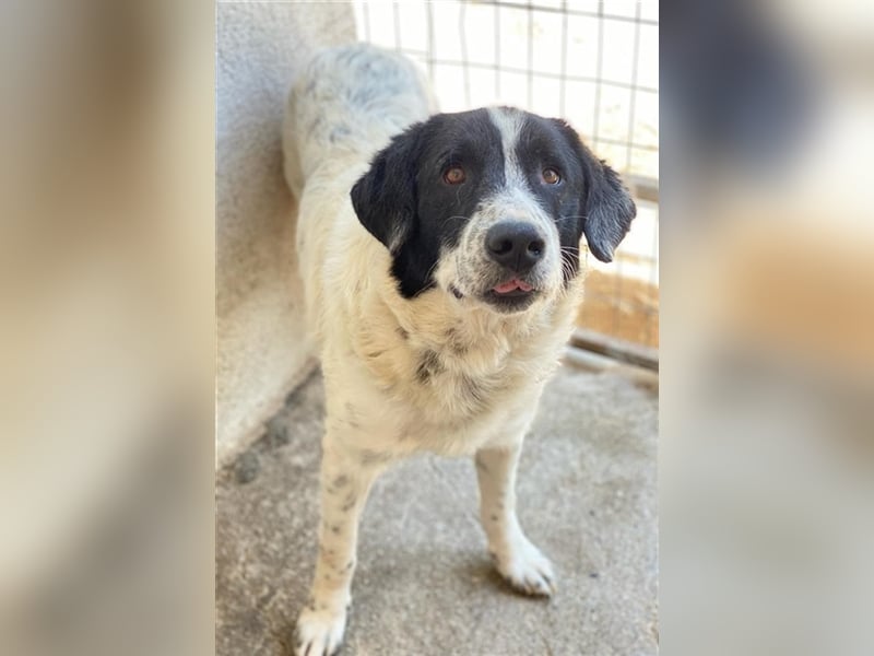 Valentino, geb. ca. 05/2021, lebt in GRIECHENLAND, im städt. Tierheim Serres