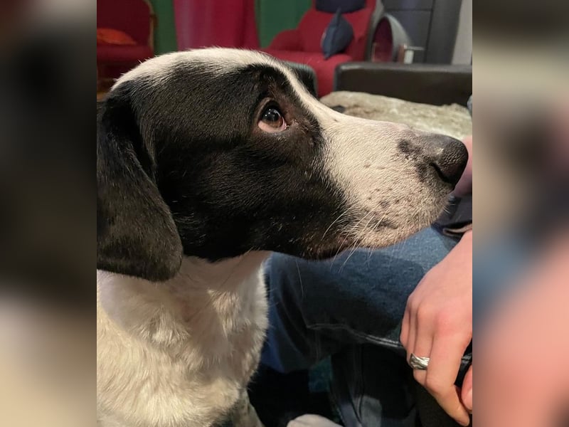 Speckbert, geb. ca. 02/2021, lebt bei einer Familie in 58636 Iserlohn Vermittlungshilfe