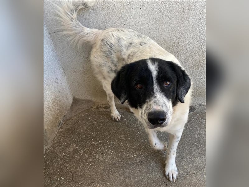 Valentino, geb. ca. 05/2021, lebt in GRIECHENLAND, im städt. Tierheim Serres