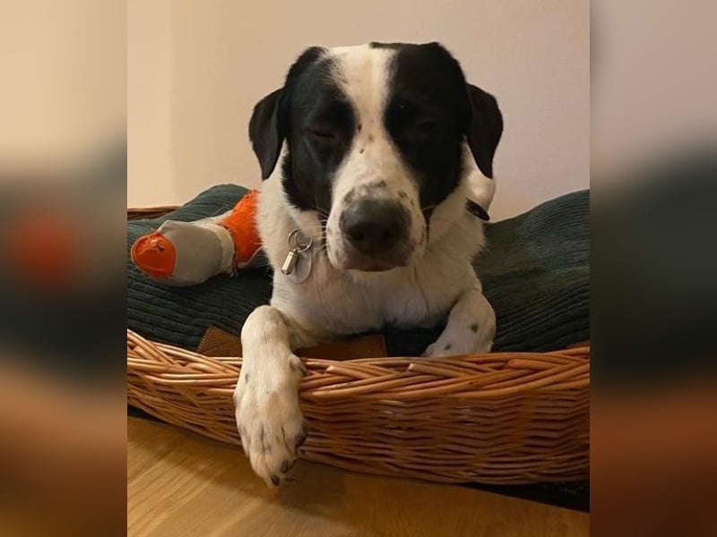 Speckbert, geb. ca. 02/2021, lebt bei einer Familie in 58636 Iserlohn Vermittlungshilfe