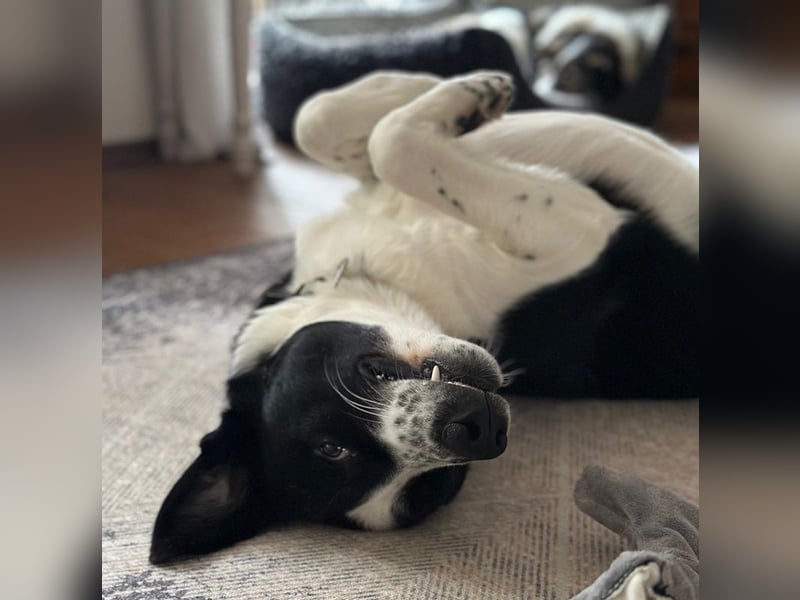 Cooper, geb. ca. 06/2023, lebt im Tierheim Ulm, VERMITTLUNSHILFE