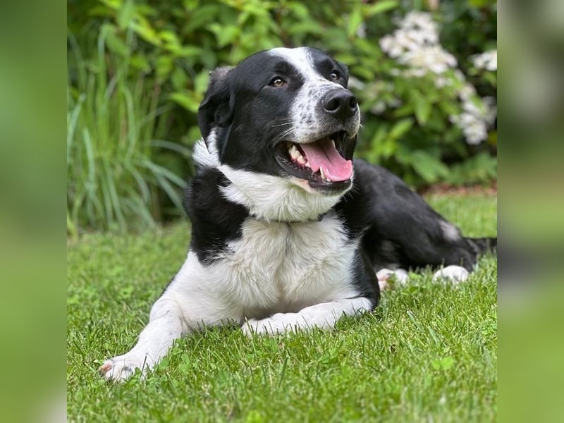 Cooper, geb. ca. 06/2023, lebt im Tierheim Ulm, VERMITTLUNSHILFE