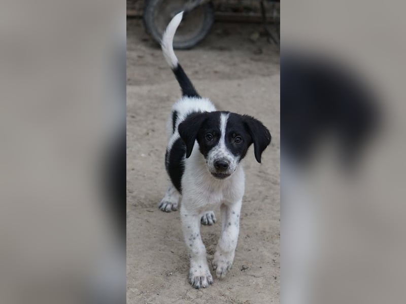 Daryl, geb. ca. 05/2024, lebt in GRIECHENLAND, auf einer privaten Pflegestelle