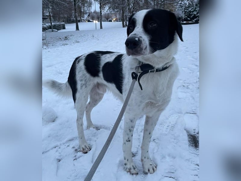 Speckbert, geb. ca. 02/2021, lebt bei einer Familie in 58636 Iserlohn Vermittlungshilfe