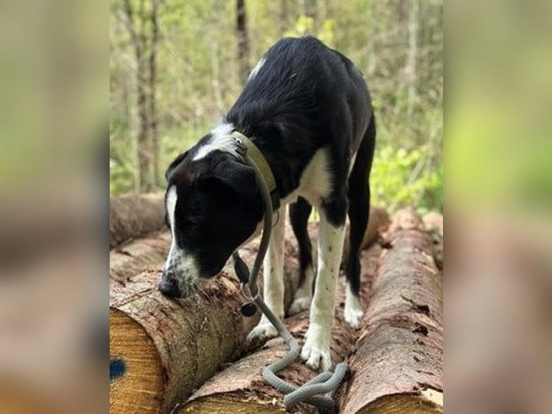 Cooper, geb. ca. 06/2023, lebt im Tierheim Ulm, VERMITTLUNSHILFE