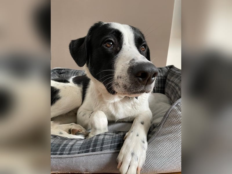 Speckbert, geb. ca. 02/2021, lebt bei einer Familie in 58636 Iserlohn Vermittlungshilfe