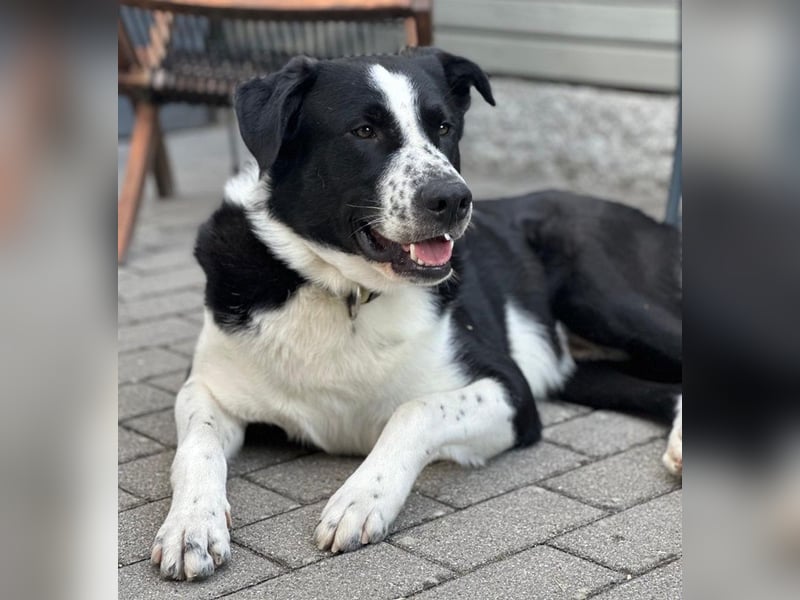 Cooper, geb. ca. 06/2023, lebt im Tierheim Ulm, VERMITTLUNSHILFE