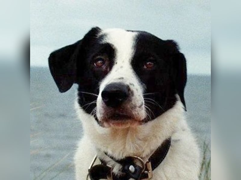 Speckbert, geb. ca. 02/2021, lebt bei einer Familie in 58636 Iserlohn Vermittlungshilfe