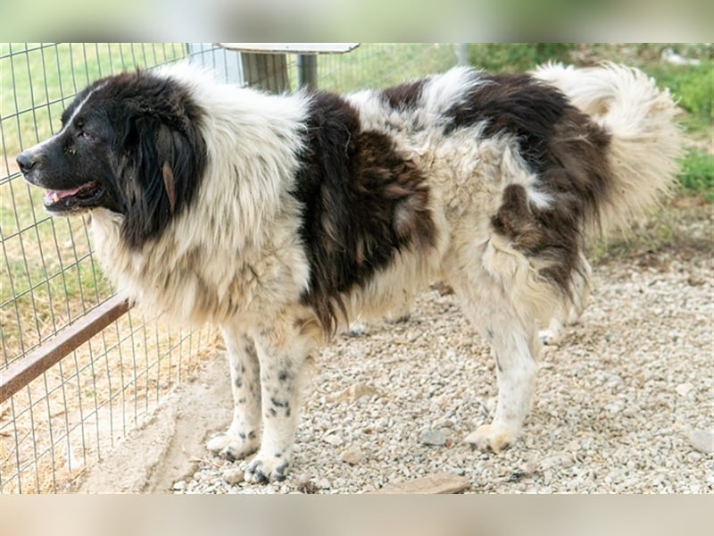 Freedom, geb. ca. 04/2017, lebt in GRIECHENLAND, im städt. Tierheim Serres
