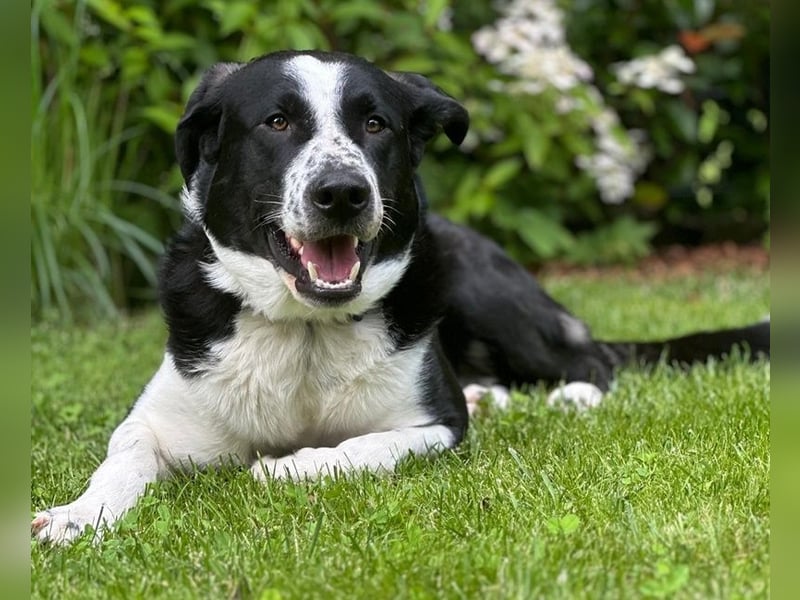 Cooper, geb. ca. 06/2023, lebt im Tierheim Ulm, VERMITTLUNSHILFE