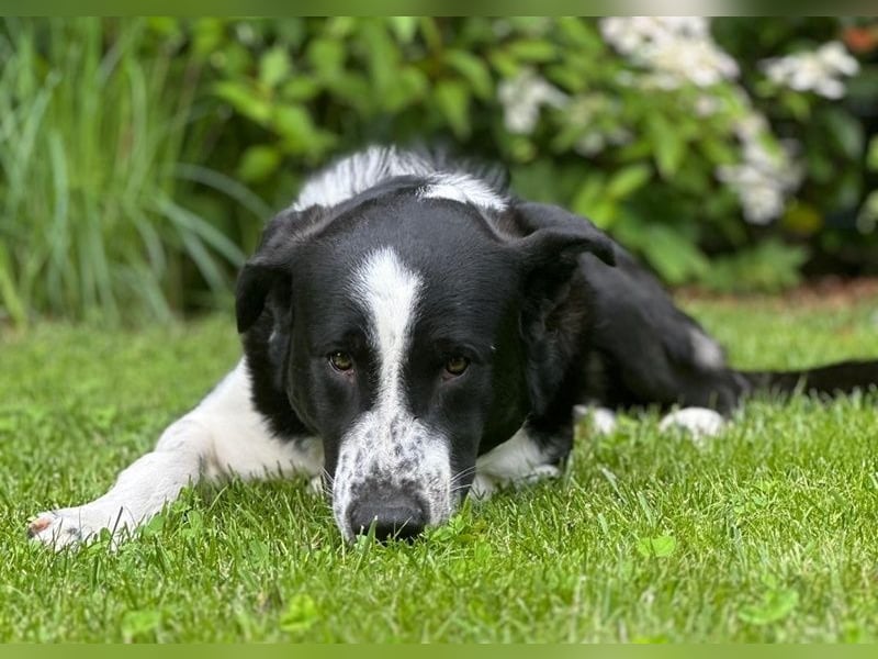 Cooper, geb. ca. 06/2023, lebt im Tierheim Ulm, VERMITTLUNSHILFE