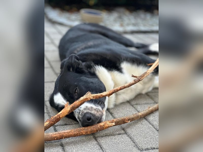 Cooper, geb. ca. 06/2023, lebt im Tierheim Ulm, VERMITTLUNSHILFE