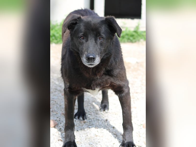 Kenzo, geb. 03/2014, lebt in GRIECHENLAND, im städt. Tierheim Serres