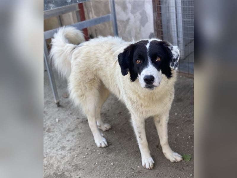 Harbin, geb. ca. 05/2022, lebt in GRIECHENLAND, im städt. Tierheim Serres