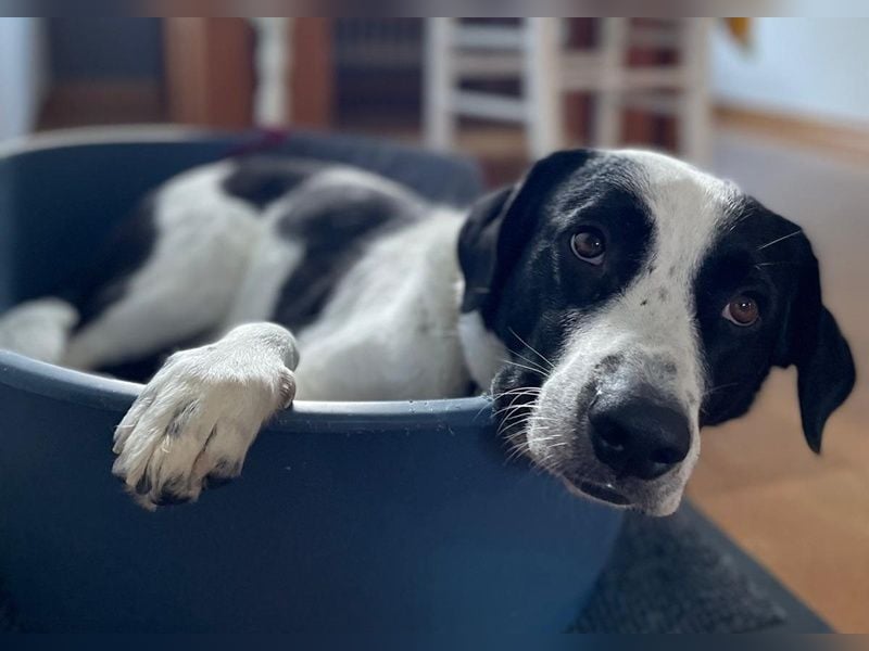 Speckbert, geb. ca. 02/2021, lebt bei einer Familie in 58636 Iserlohn Vermittlungshilfe
