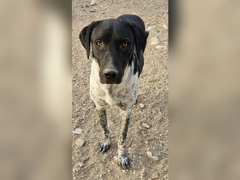 Tinu, geb. ca. 07/2023, lebt in GRIECHENLAND, im städt. Tierheim Serres