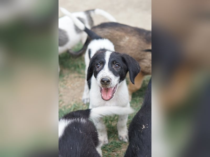 Daryl, geb. ca. 05/2024, lebt in GRIECHENLAND, auf einer privaten Pflegestelle