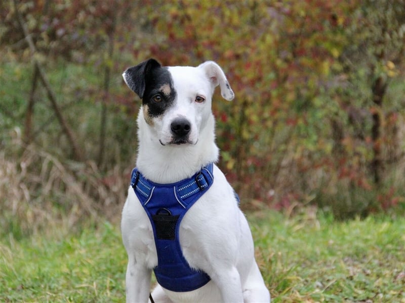 HENRY sucht ein Zuhause