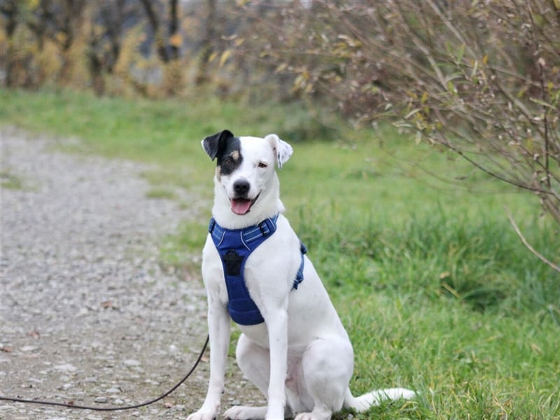 HENRY sucht ein Zuhause