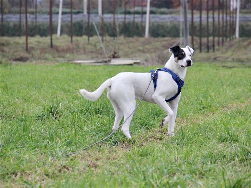 HENRY sucht ein Zuhause