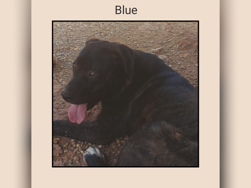 Katzenverträglicher Labrador Mischling Blue, menschenbezogen und sozial, sucht Familienanschluß!