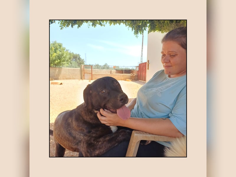Katzenverträglicher Labrador Mischling Blue, menschenbezogen und sozial, sucht Familienanschluß!