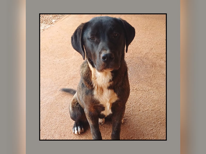 Katzenverträglicher Labrador Mischling Blue, menschenbezogen und sozial, sucht Familienanschluß!
