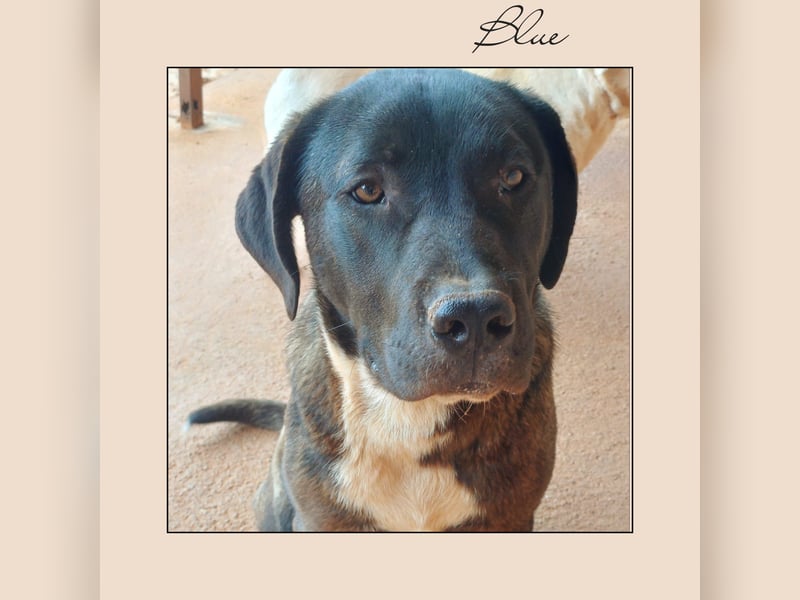 Katzenverträglicher Labrador Mischling Blue, menschenbezogen und sozial, sucht Familienanschluß!