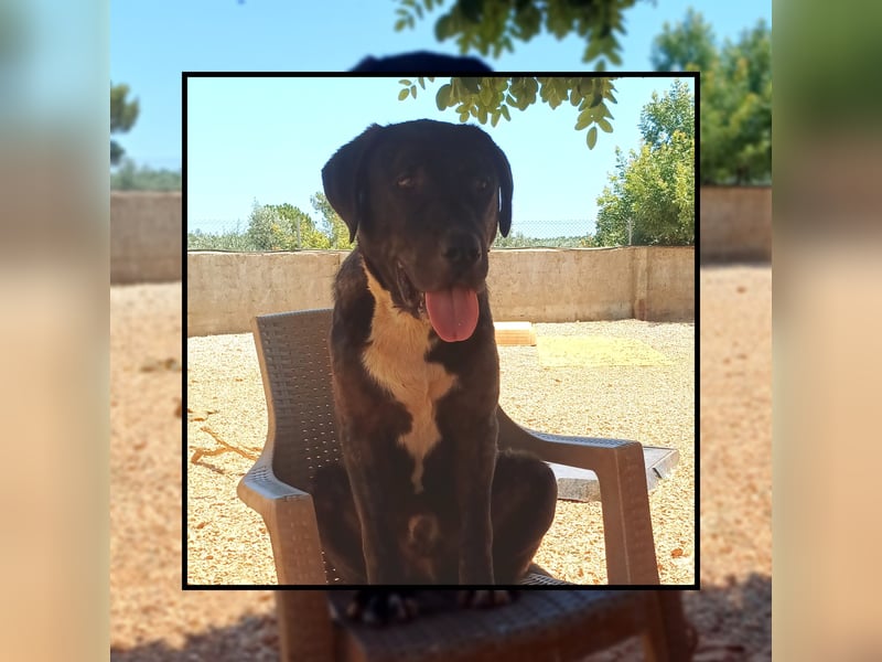 Katzenverträglicher Labrador Mischling Blue, menschenbezogen und sozial, sucht Familienanschluß!