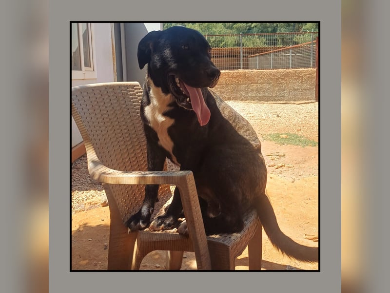 Katzenverträglicher Labrador Mischling Blue, menschenbezogen und sozial, sucht Familienanschluß!