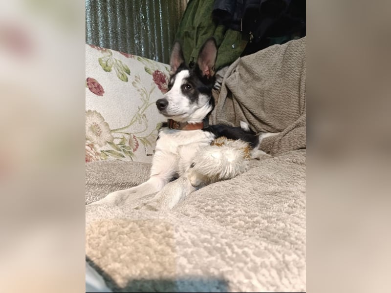 Archie