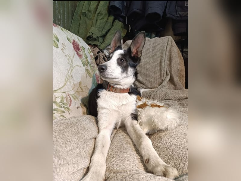 Archie