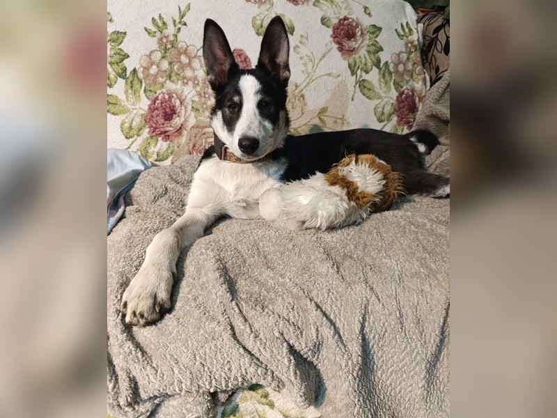 Archie