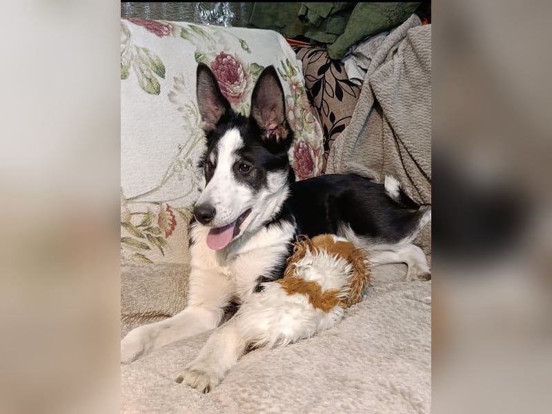 Archie